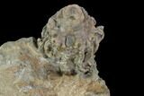 Bargain Macrocrinus Crinoid Fossil - Crawfordsville, Indiana #94784-2
